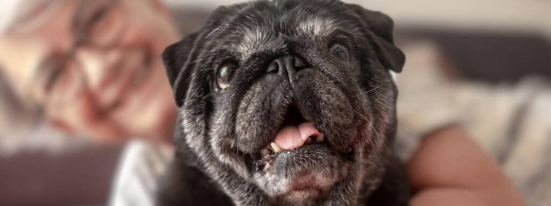 Senior Black Pug with owner.